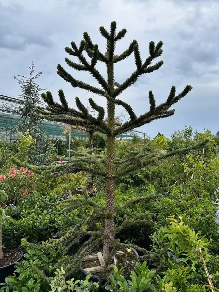 Blahočet chilský v Zahradnictví Spomyšl. Tento impozantní strom s charakteristickými větvemi vytváří jedinečný středobod v zahradě, obklopený dalšími bujnými rostlinami a kvetoucími keři, které dodávají prostředí živou a příjemnou atmosféru.