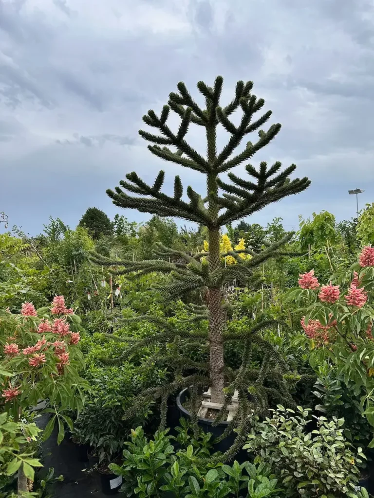 Blahočet chilský v plné kráse v Zahradnictví Spomyšl. Tento majestátní strom s charakteristickými jehlicemi a pravidelnými větvemi je dominantním prvkem zahrady, obklopený bohatou zelení a kvetoucími rostlinami, které společně vytvářejí harmonické zahradní prostředí.