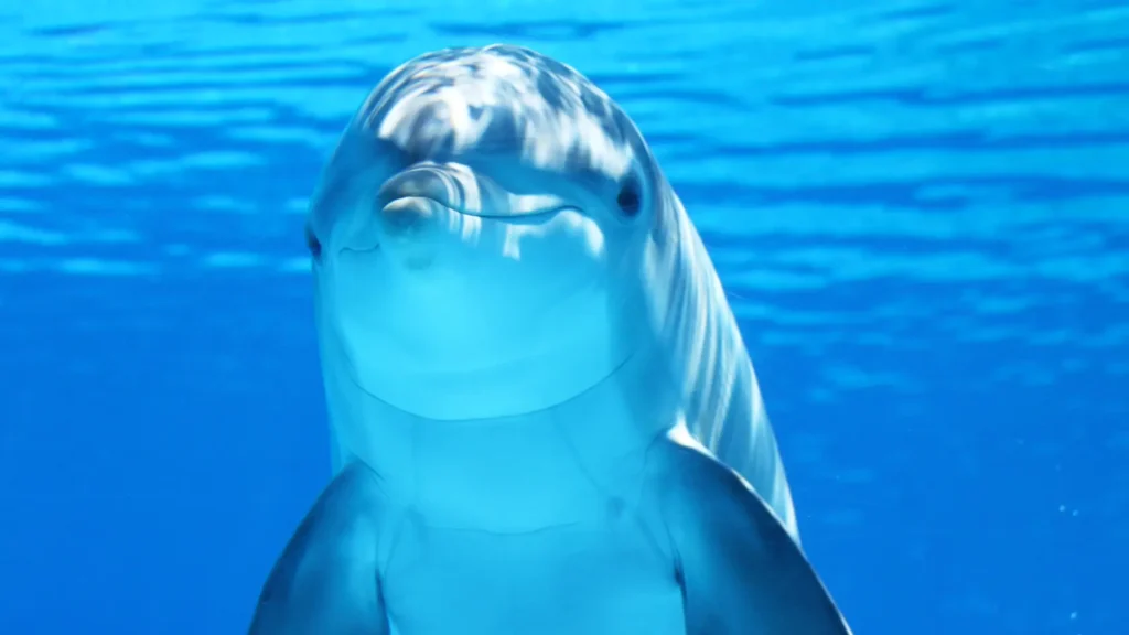 Fotografie delfíni, který pluje ve vodě, zachycená zblízka. Delfín má hladkou šedou kůži a jeho výraz vypadá přátelsky. Pozadí tvoří modré oceánské vody s jemnými vlnkami.
