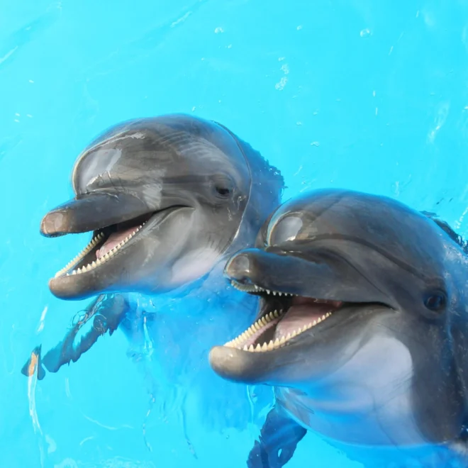obrázek delfínů