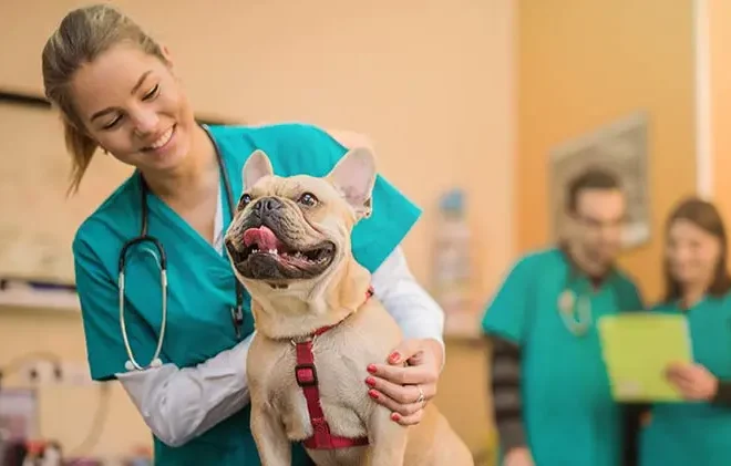 Veterinářka s úsměvem pečuje o francouzského buldočka na veterinární klinice, zatímco další dva veterináři pracují v pozadí.