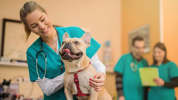 Veterinářka s úsměvem pečuje o francouzského buldočka na veterinární klinice, zatímco další dva veterináři pracují v pozadí.