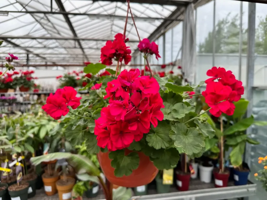 Květináče s nádhernými červenými muškáty v Zahradnictví Spomyšl. Tyto živé a sytě barevné květiny přinášejí do skleníku kouzlo a svěžest, obklopené dalšími rostlinami, které čekají na nové domovy.