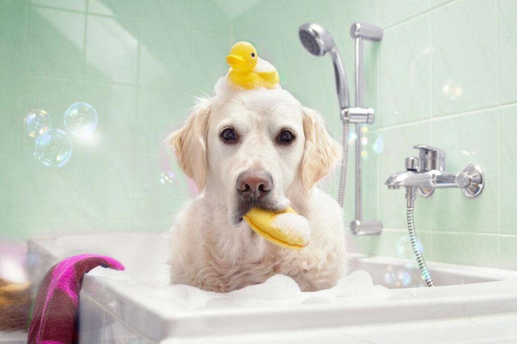 Zlatý retrívr sedí ve vaně plné mýdlových bublin během koupání. Na hlavě má mýdlovou čepici s gumovou kachničkou a v tlamě drží houbu na mytí.