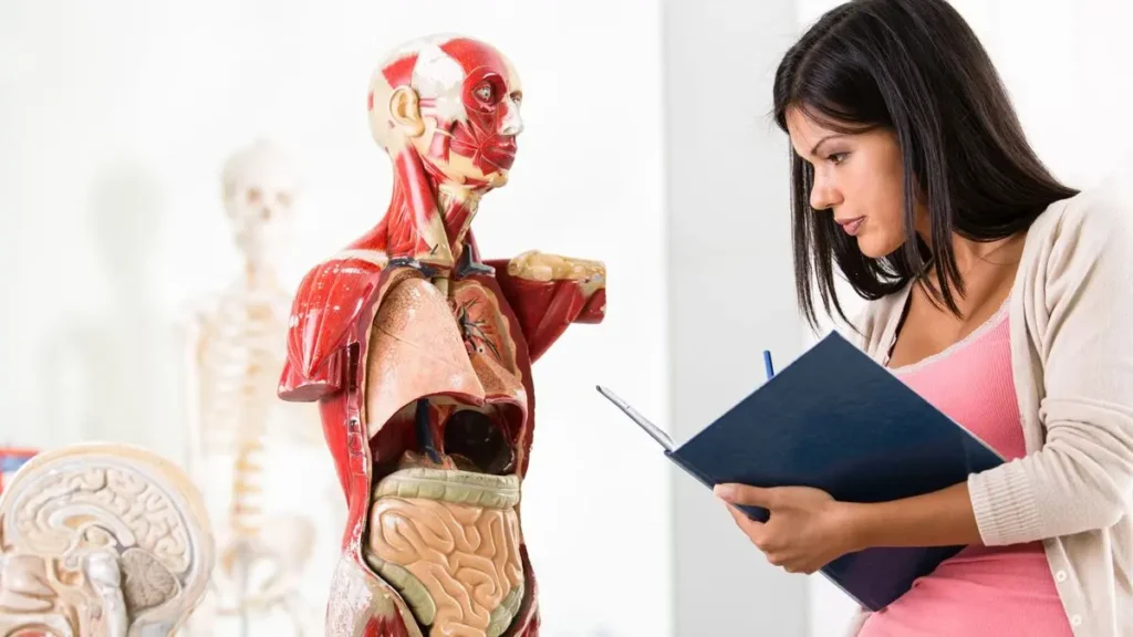 Studentka zkoumající anatomický model lidského těla, detailní pohled na svaly a vnitřní orgány