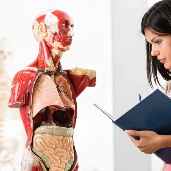 Studentka zkoumající anatomický model lidského těla, detailní pohled na svaly a vnitřní orgány