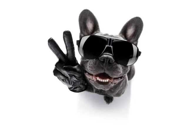 Francouzský buldoček v černých brýlích a s černou rukavicí, ukazující gesto vítězství