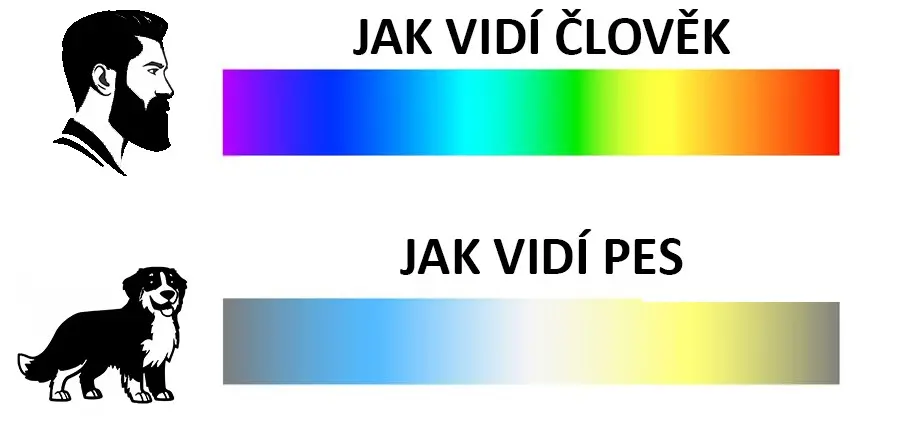 Horní obrázek ukazuje, jak vidí člověk: spektrum barev od fialové přes modrou, zelenou, žlutou až po červenou. Spodní obrázek ukazuje, jak vidí pes: omezené spektrum barev, které zahrnuje především odstíny modré, žluté a šedé.