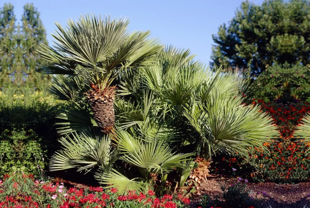 Na obrázku je palma Chamaerops humilis, známá také jako žumara nízká. Tato palma je oblíbená díky své odolnosti vůči mrazu, což ji činí ideální pro pěstování v českých zahradách. Má kompaktní, keřovitý růst a vějířovité listy, které dodávají zahradě exotický vzhled. Chamaerops humilis preferuje slunná a dobře odvodněná stanoviště, kde může prospívat po mnoho let. Je to vynikající volba pro ty, kteří chtějí do své zahrady přinést dotek středomořského stylu.