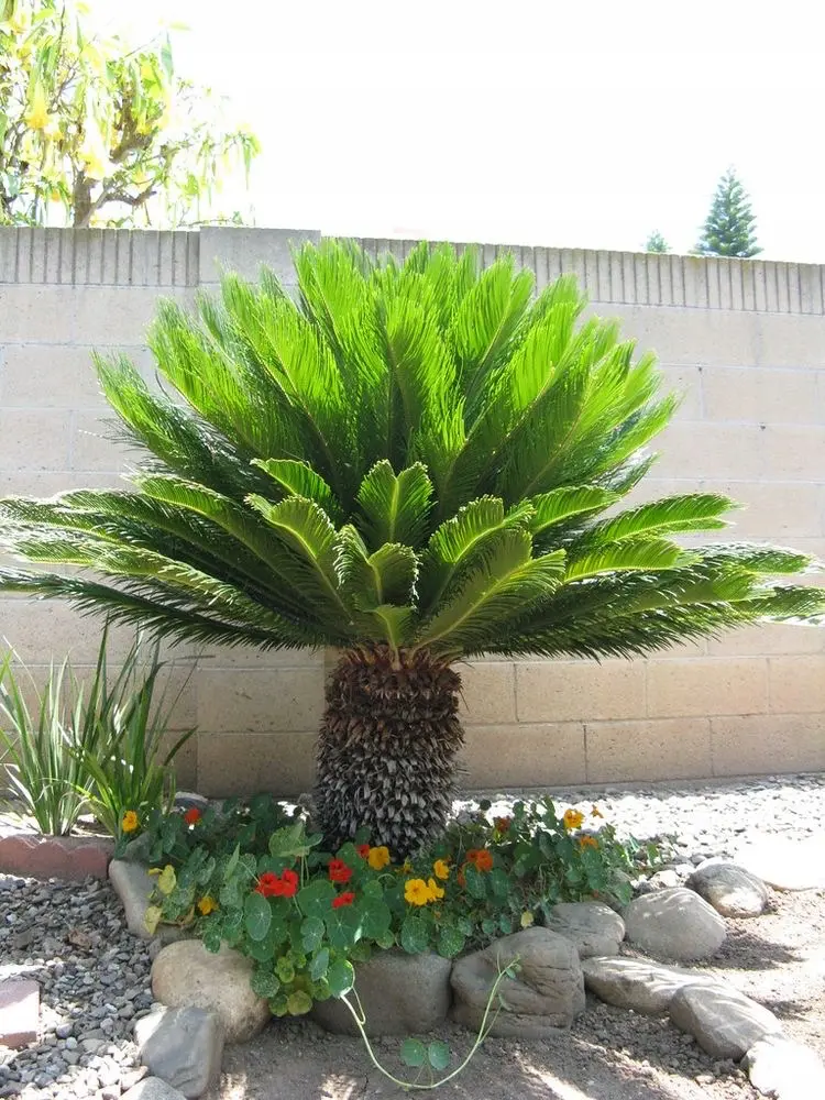 Na obrázku je palma Cycas Revoluta, známá také jako cykas japonský. Ačkoli není skutečnou palmou, svým vzhledem ji velmi připomíná. Má tmavě zelené, lesklé listy, které rostou ve vějířovitých rozích z vrcholu tlustého kmene. Tato rostlina je populární pro svůj exotický vzhled a odolnost. Cykas Revoluta je relativně mrazuvzdorný, ale v českém klimatu vyžaduje zimní ochranu, zejména pokud teploty klesnou pod -5 °C. Je ideální jak pro pěstování v nádobách, tak přímo v zahradě, kde dodá exotický prvek.