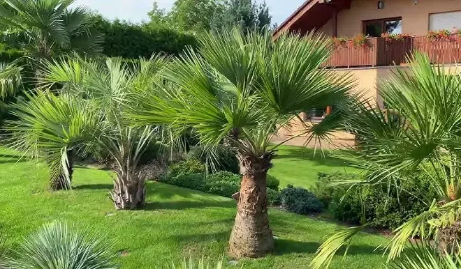 Na obrázku je zachycena palma Chamaerops humilis, známá také jako žumara nízká. Tato palma je oblíbená pro svou mrazuvzdornost a kompaktní růst, díky čemuž se skvěle hodí do menších zahrad. Má vějířovité listy a její kmen bývá často obklopen odnožemi, což jí dodává hustý a bujný vzhled. V českých podmínkách se jí daří na slunných, dobře odvodněných stanovištích.