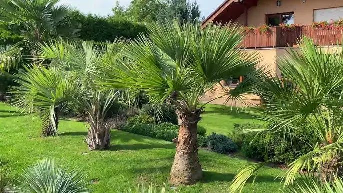 Na obrázku je zachycena palma Chamaerops humilis, známá také jako žumara nízká. Tato palma je oblíbená pro svou mrazuvzdornost a kompaktní růst, díky čemuž se skvěle hodí do menších zahrad. Má vějířovité listy a její kmen bývá často obklopen odnožemi, což jí dodává hustý a bujný vzhled. V českých podmínkách se jí daří na slunných, dobře odvodněných stanovištích.