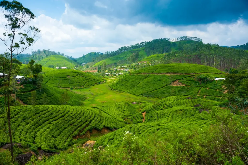 Rozlehlé čajové plantáže v kopcích Nuwara Eliya na Srí Lance