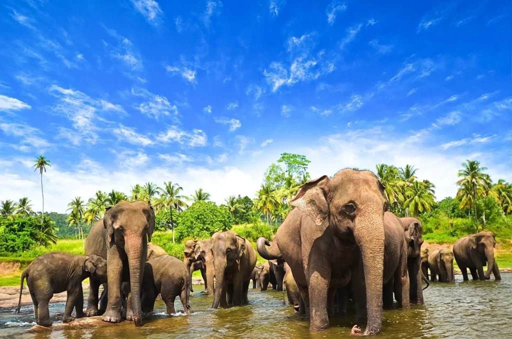 Skupina slonů stojících ve vodě v Yala National Park na Srí Lance