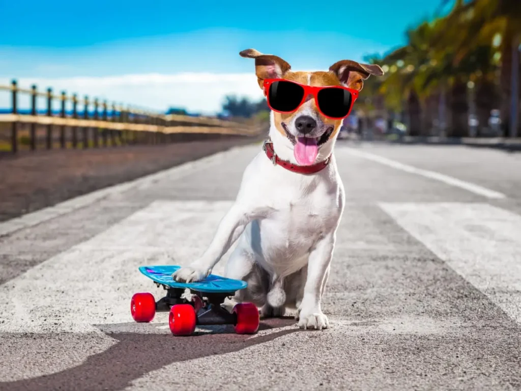 Pes Jack Russell teriér s červenými slunečními brýlemi, sedící na silnici vedle skateboardu, s veselým výrazem a vyplazeným jazykem na slunečném dni.