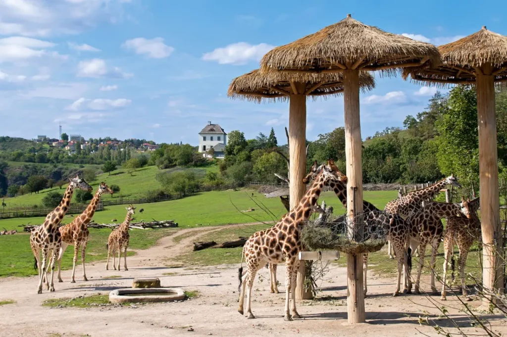 Žirafy v přírodním výběhu v ZOO Praha za slunečného dne, s otevřenou krajinou a zelenými kopci v pozadí.