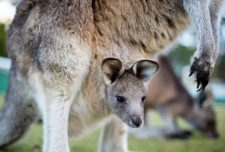 Malé klokaní mládě vykukuje z matčina vaku, zatímco se klokan pase na trávě v australské přírodě.