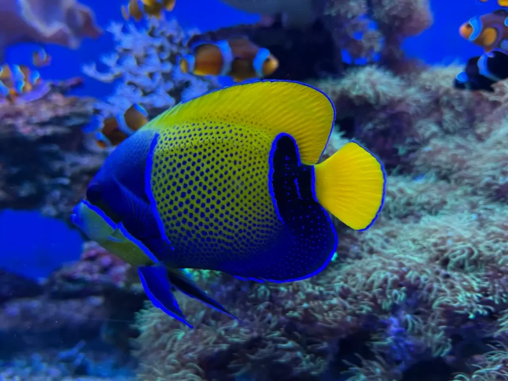 Exotická ryba s jasně žlutými a modrými ploutvemi plující v korálovém útesu v oceanáriu. V pozadí jsou vidět další barevné ryby a korálové útvary.