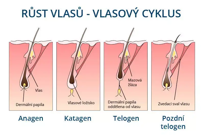 Diagram znázorňující vlasový cyklus s jednotlivými fázemi růstu vlasů: anagen (aktivní růst), katagen (přechodná fáze), telogen (klidová fáze) a pozdní telogen (uvolnění vlasu). Diagram ukazuje anatomické detaily, jako je dermální papila, vlasové ložisko a mazová žláza.