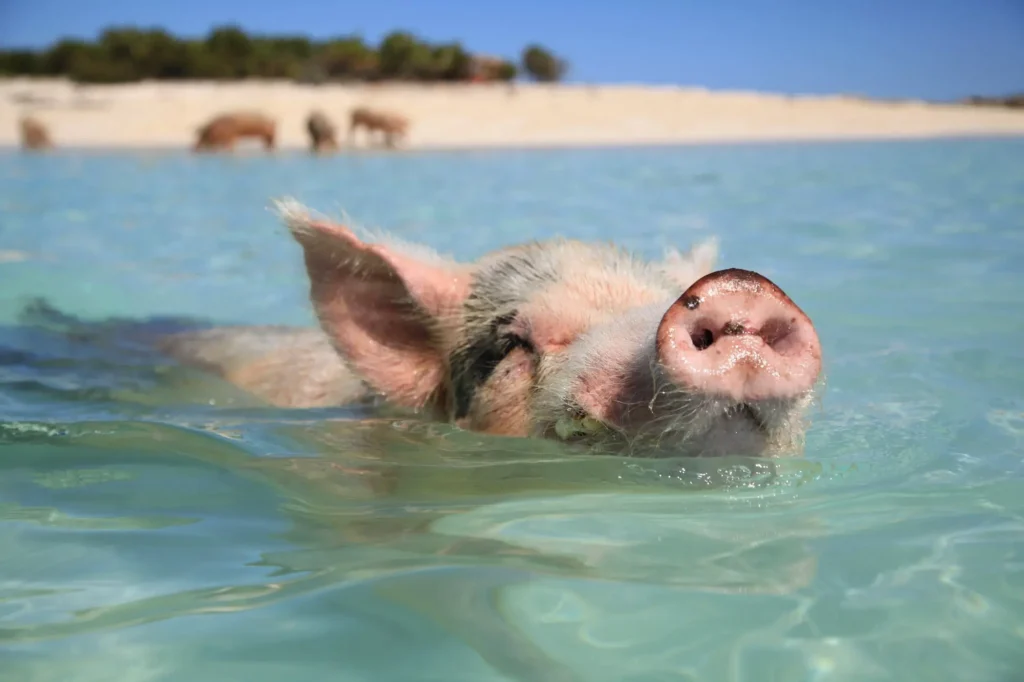 Prasátko plavoucí v křišťálově čisté vodě u Pig Beach, Bahamy.