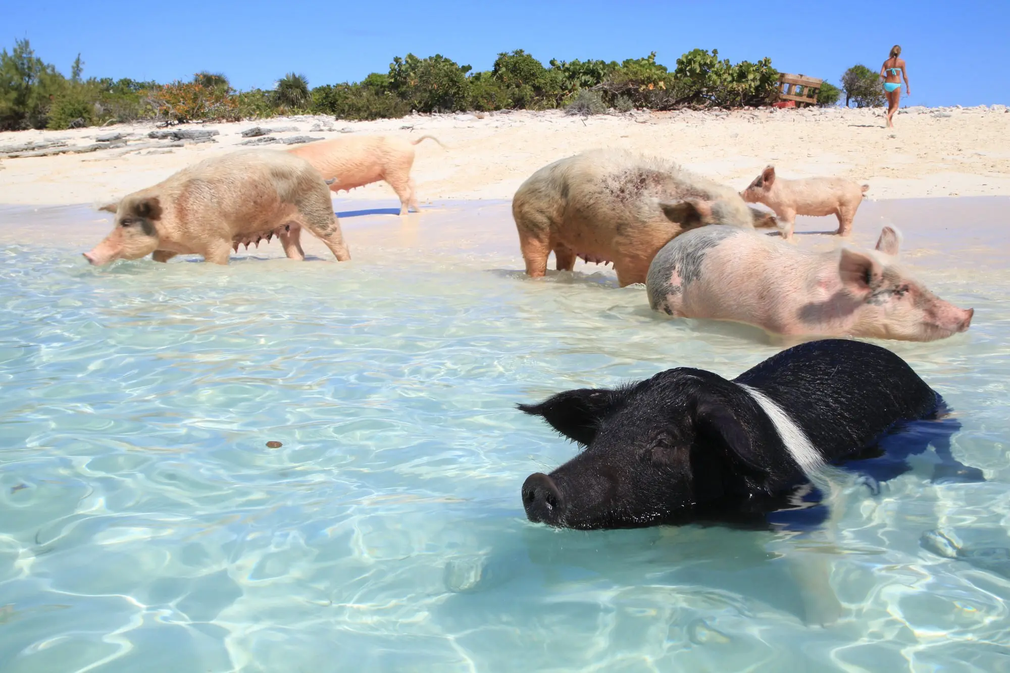 Různobarevná prasátka se koupou ve vodě u Pig Beach, Bahamy, za krásného slunečného dne.