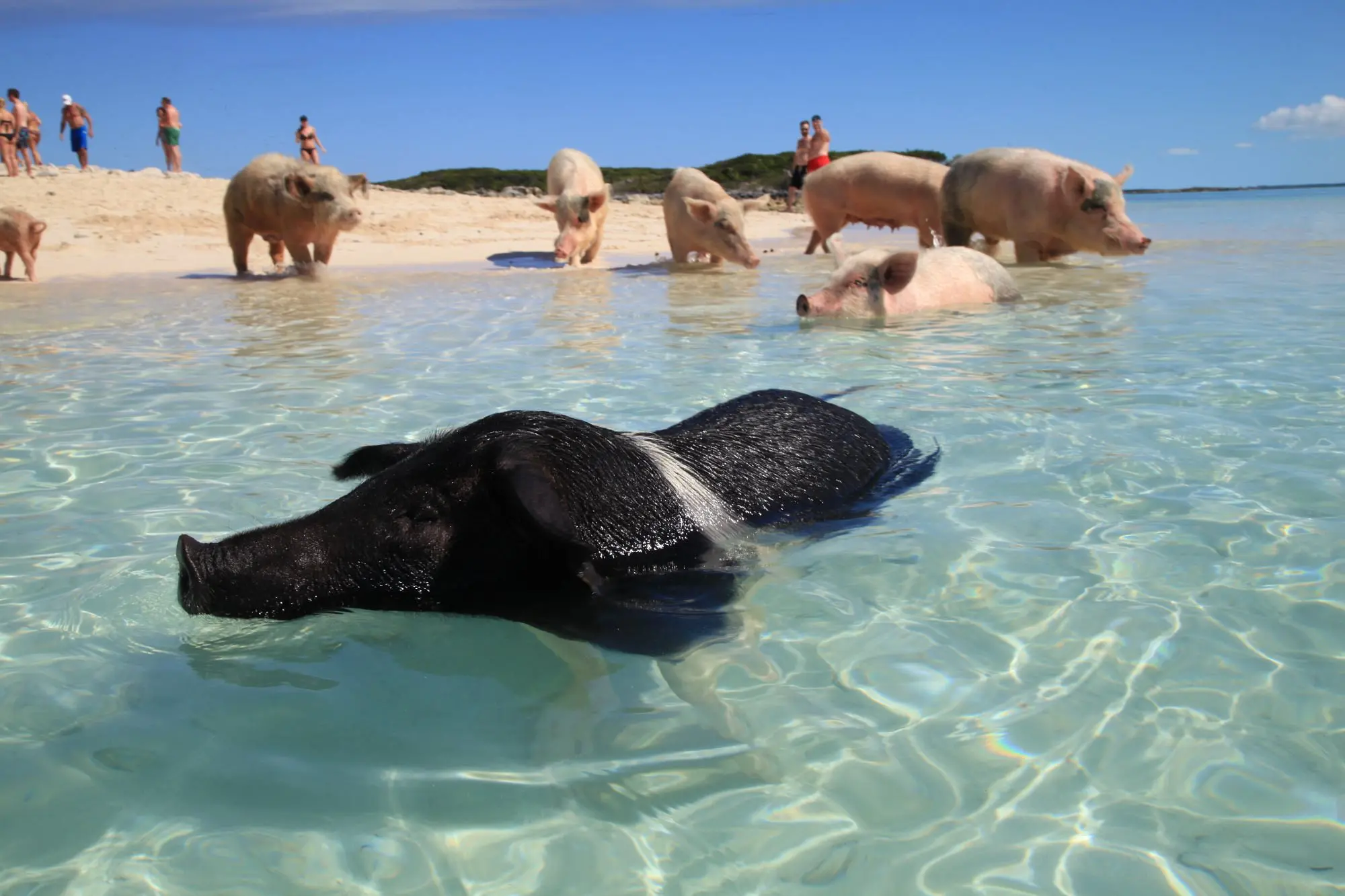 Černé prasátko plavoucí ve vodě u pláže Pig Beach na Bahamách.