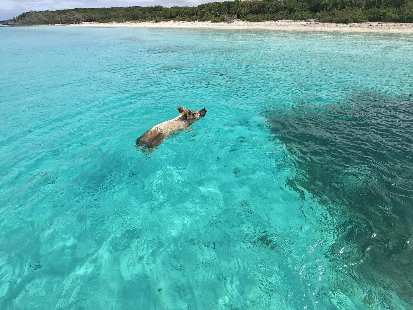 Osamocené prasátko plave v tyrkysové vodě poblíž pláže Pig Beach, Bahamy.