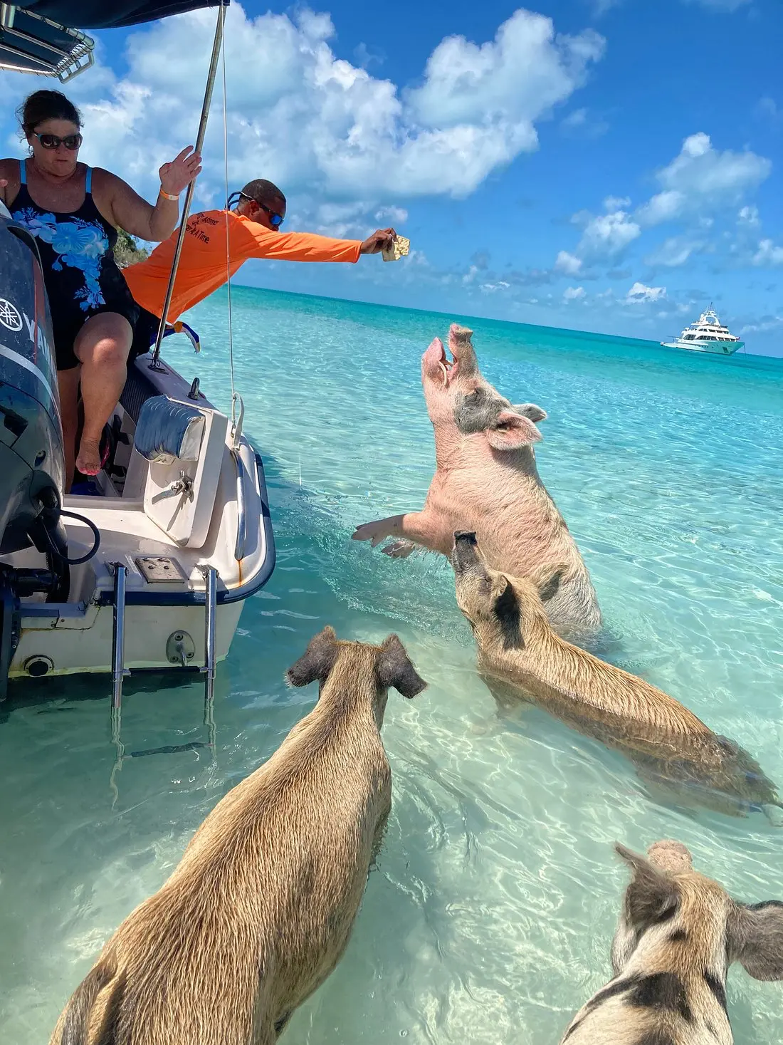 Skupina prasátek čeká na jídlo u turistů na lodi poblíž Pig Beach, Bahamy.