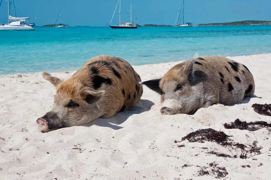 Dvě prasátka odpočívající na bílé písečné pláži Pig Beach na Exumě, Bahamy, s tyrkysovým mořem v pozadí.