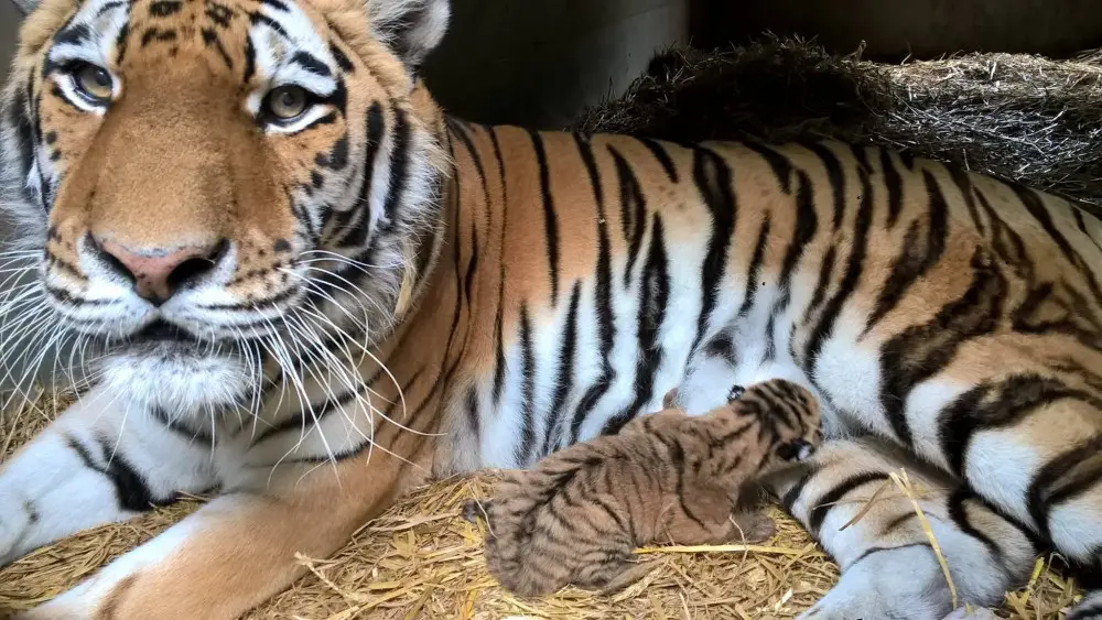 Bengálská tygřice leží na slámě ve své ubikaci a vedle ní je malé tygří mládě. Mládě se choulí k matce a objevuje okolí.