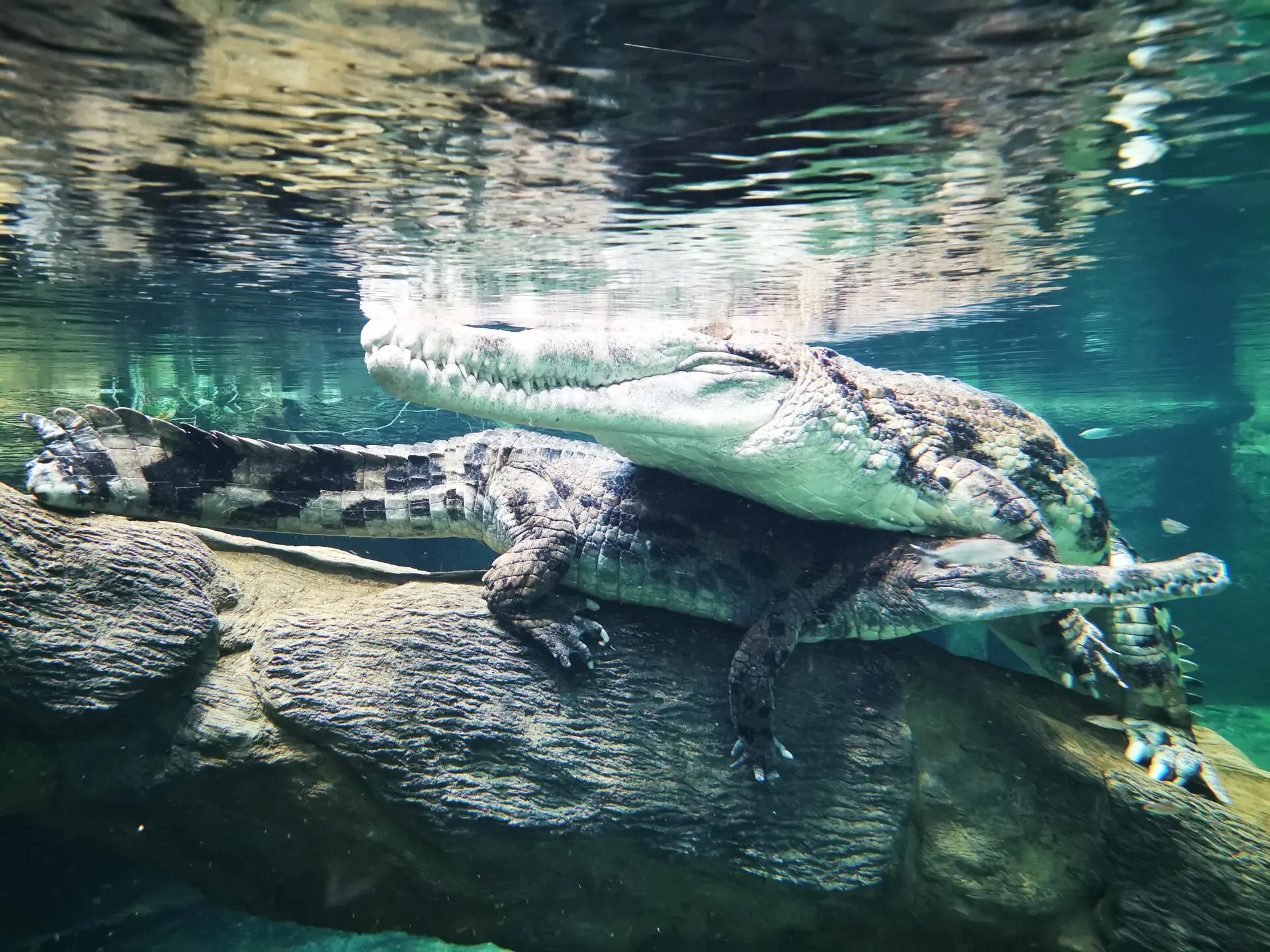 Podvodní pohled na obřího krokodýla Kraken a jeho typickou pozici v akváriu.