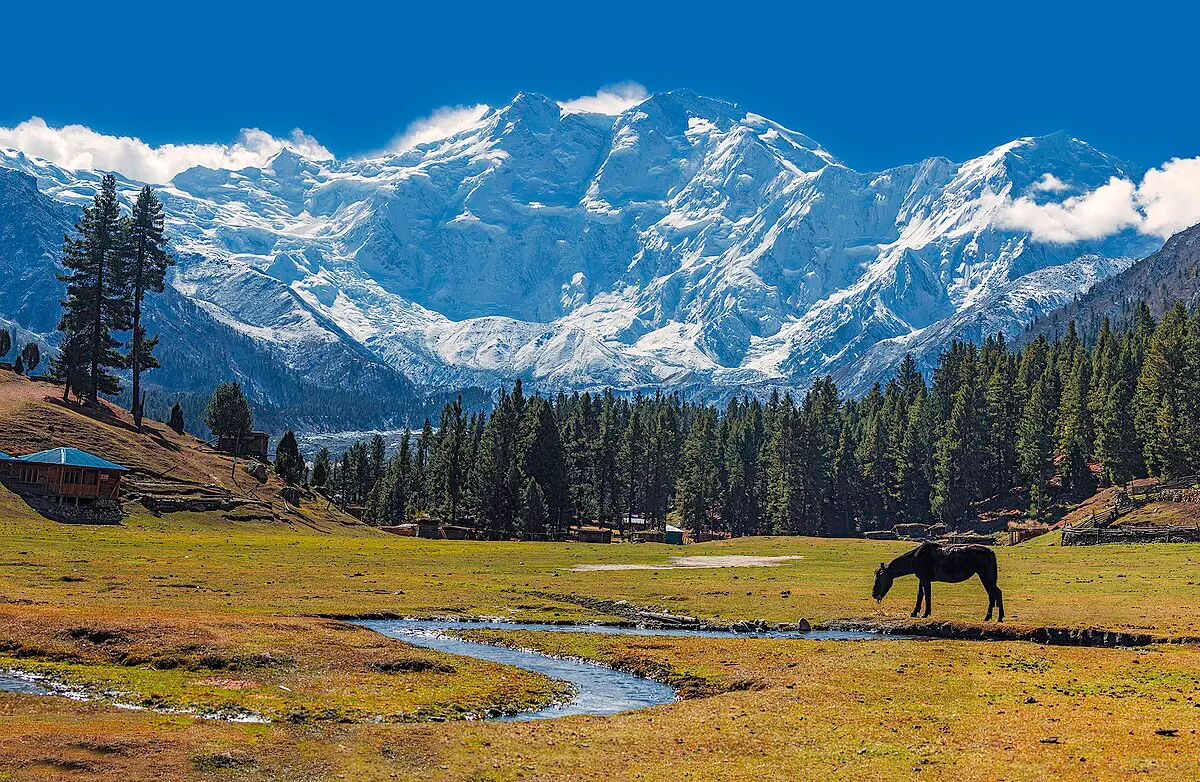 Hora Nanga Parbat v Pákistánu, obklopená zelenými pastvinami a lesy s pasoucím se koněm v popředí.