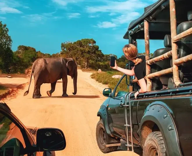 Turistka v otevřeném safari voze si pořizuje fotografii slona, který přechází prašnou cestu v přírodním parku, za slunečného počasí obklopeného zelení.