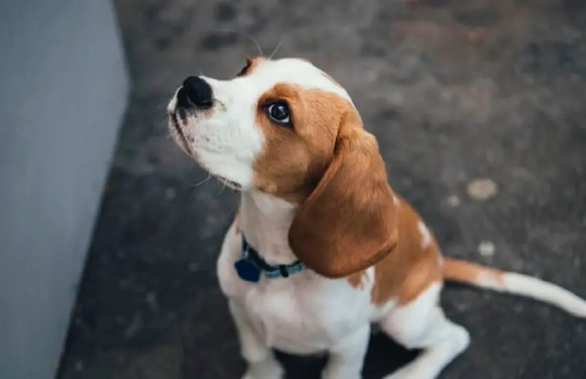 Roztomilé štěně plemene beagle s bílou a hnědou srstí sedí a kouká vzhůru s očekáváním. Na krku má modrý obojek, pozadí je neostré s šedým povrchem.