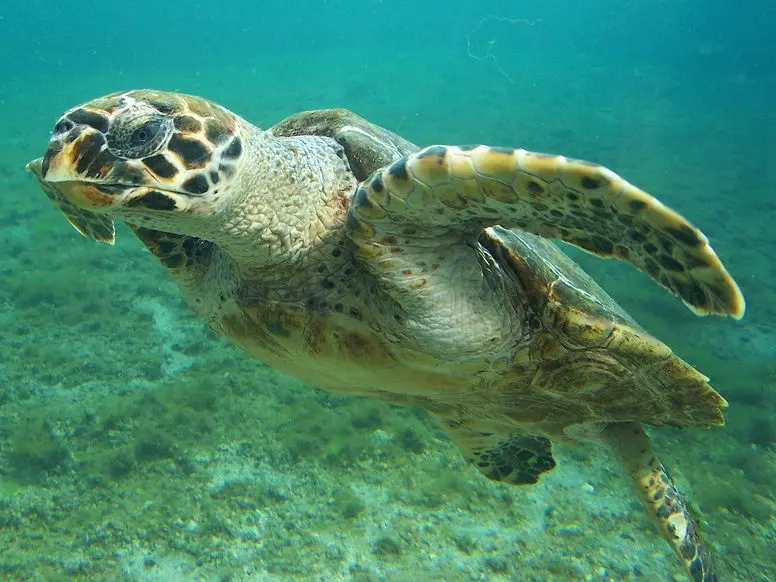 Kareta obecná (Caretta caretta) – mořská želva plující nad mořským dnem v čistých vodách.